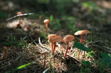 二月的尾巴的说说文案