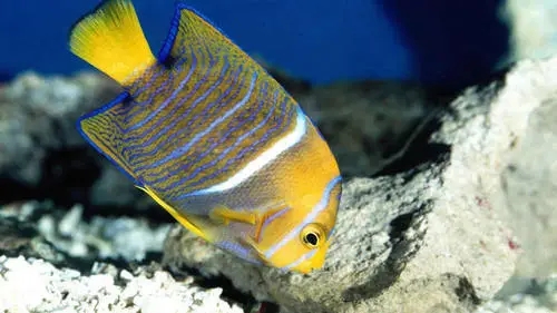 关于鱼的唯美句子文案