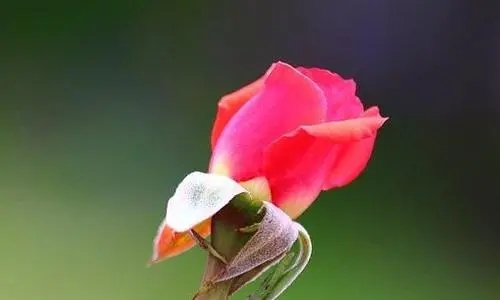 女人经典人生感悟短语