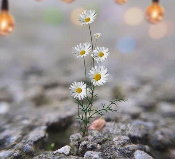 积极向上有诗意的句子文案