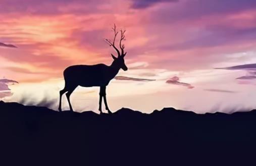 婉转说做人太假的句子文案