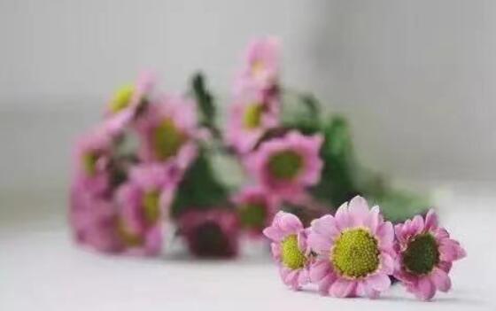 森系英文句子文案带翻译