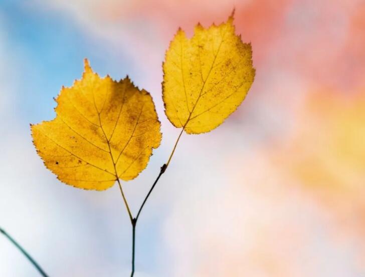 秋天的美景写一段话