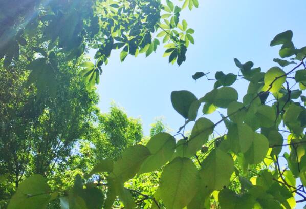 形容五月的句子文案唯美