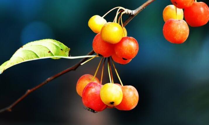 晒果实说说文案心情