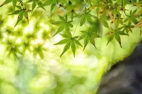 形容对一样东西痴迷的句子文案