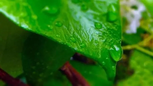 描述绿色的唯美句子文案