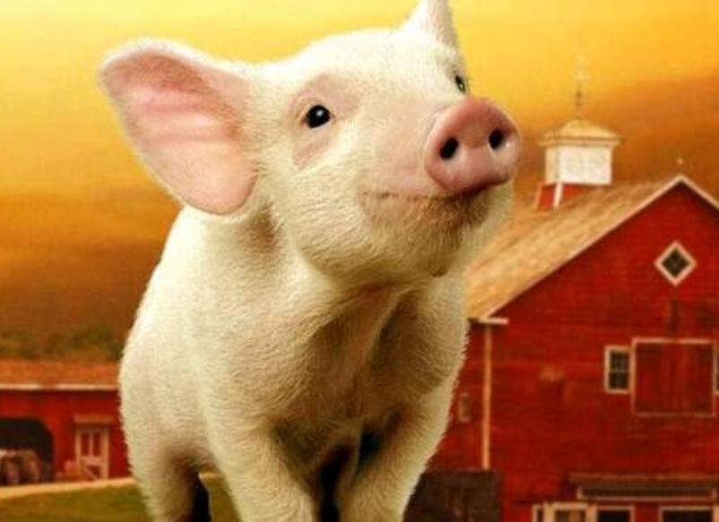 夏洛的网好句文案