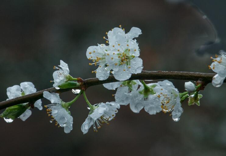 春天梨花的诗句文案古诗