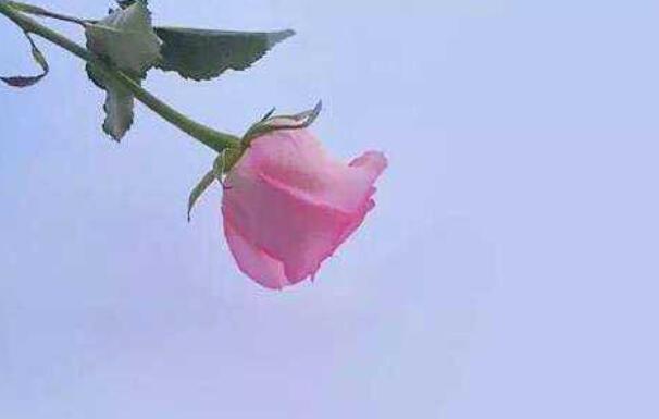 朋友关系变淡的说说文案