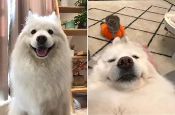 朋友圈晒宠物配文