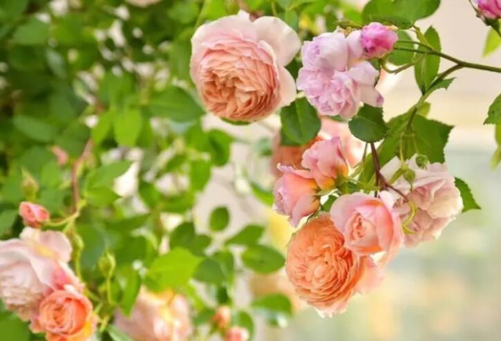 描写满院花香句子文案