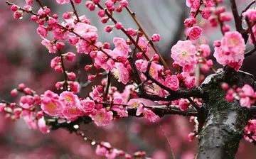 花的优美短句有哪些