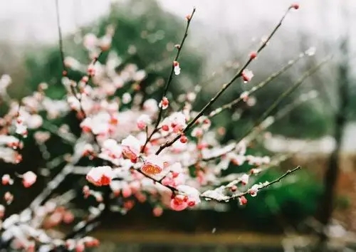 描写惆怅心情的诗句文案