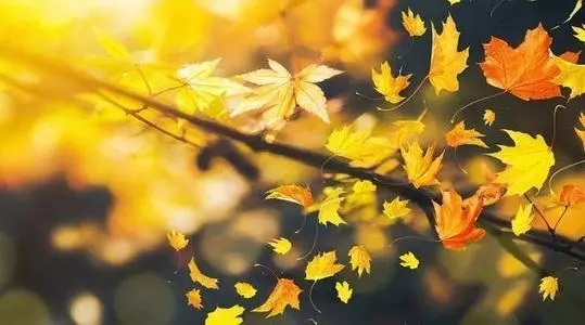 写秋风的唯美句子文案