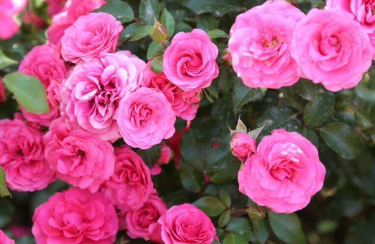 有关月季花的诗