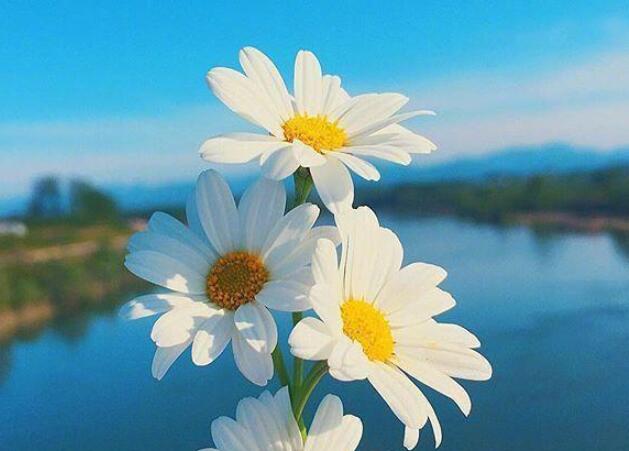 2024年最美早安心语