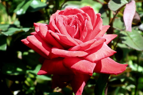 脱单搞笑句子文案