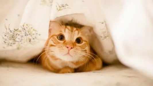 关于猫的治愈系简短句子文案