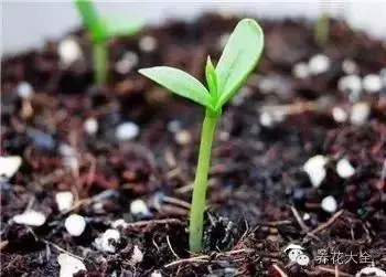 和孩子一起种植的说说文案