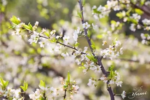 三月踏青赏花的诗句文案
