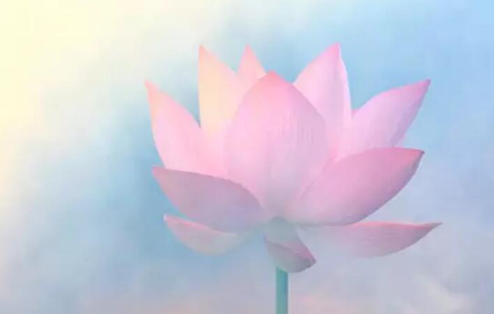 佛经关于莲花的句子文案