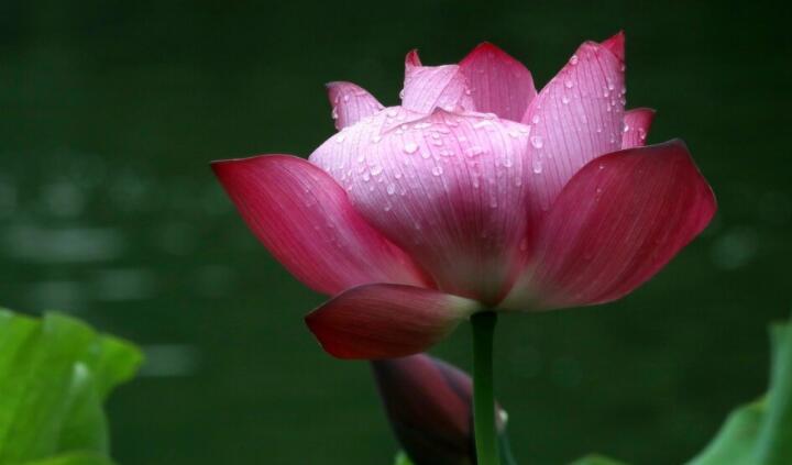 下雨后凉快的诗句文案