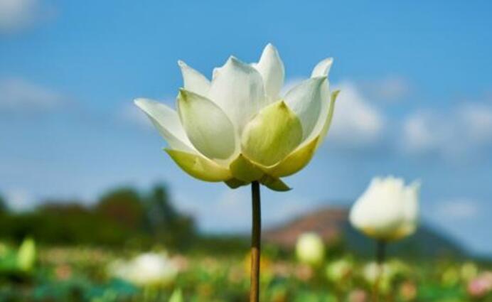 见花就开心的句子文案