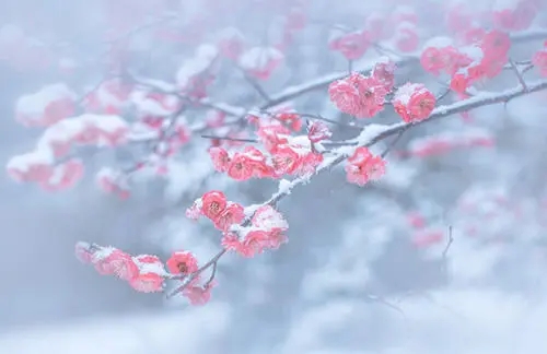 梅花的优美句子文案