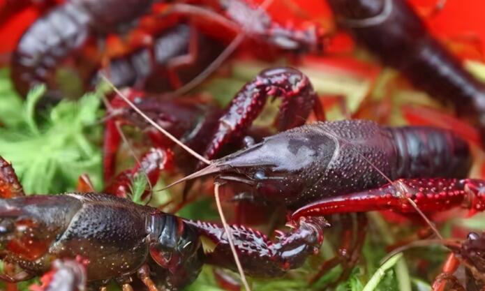 描写吃龙虾美味的句子文案