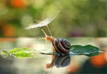 两个优美的句子文案