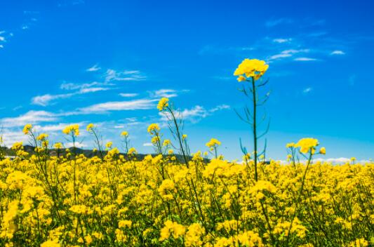 高三作文名人名言积累