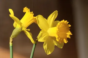 表达感谢送花人的句子文案