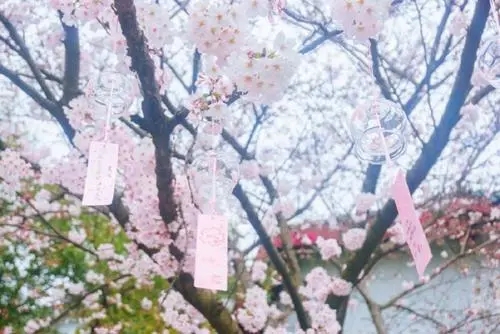 发樱花的朋友圈的配文