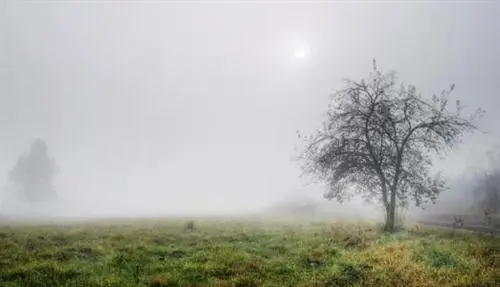 描写雾的优美句子文案