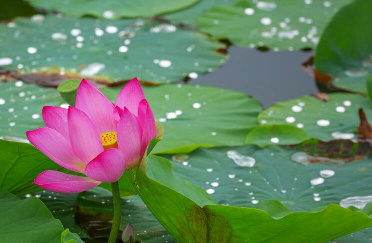 描写夏季雨后凉爽的诗句文案