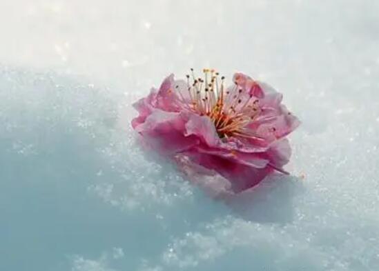 春天下雪的心情说说文案