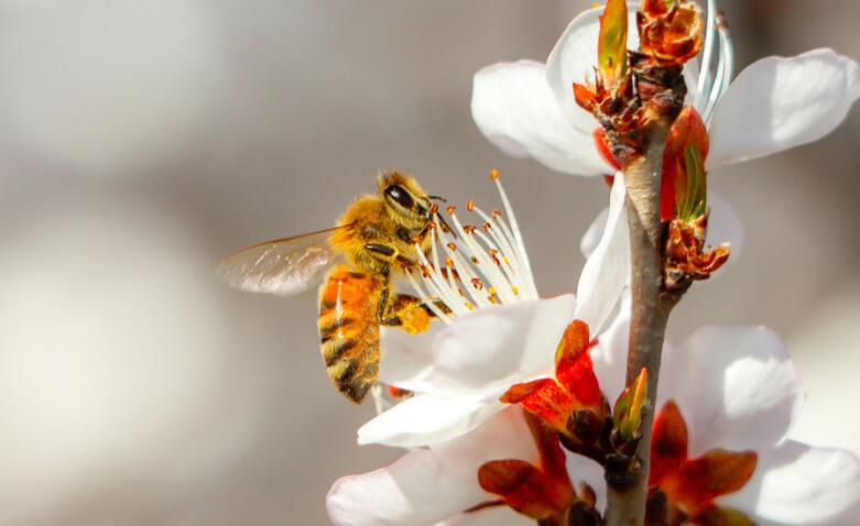 带有动物的诗句文案有哪些