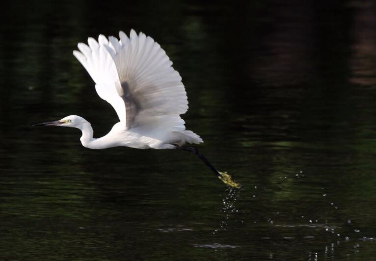 有几首赞美白鹭的诗