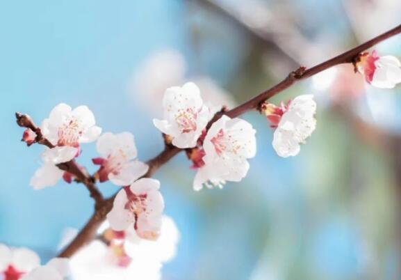 赞美花的句子文案和心情