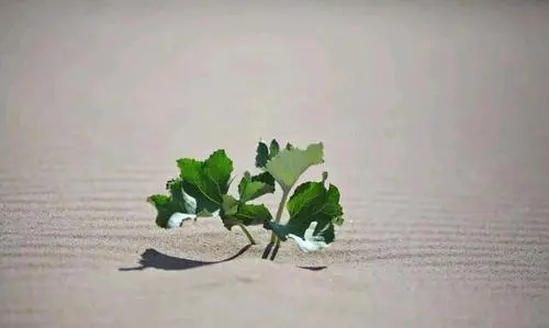 激励人不要懒惰的句子文案