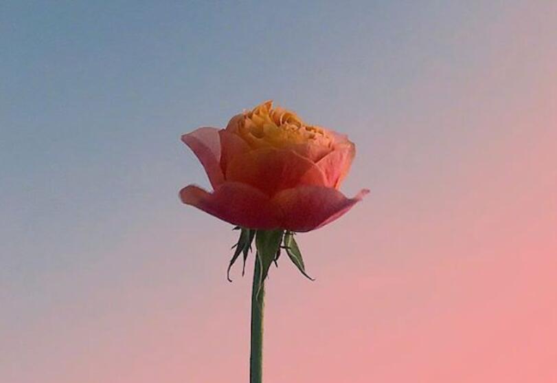 清晨的说说唯美句子文案