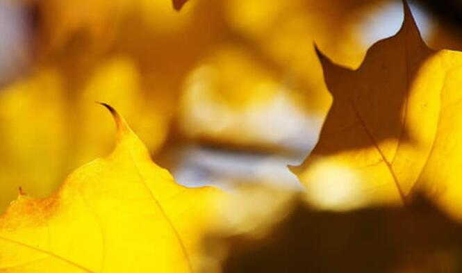 唯有不可辜负原句子文案