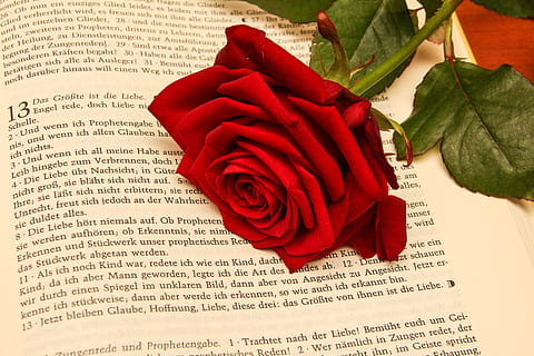 每天一句撩人小情话文案