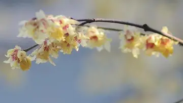 表达腊梅花的说说文案