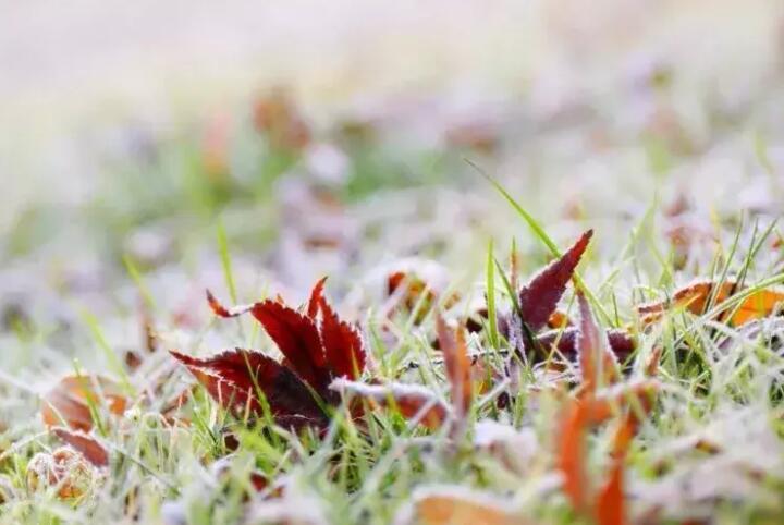 描写霜的句子文案简短