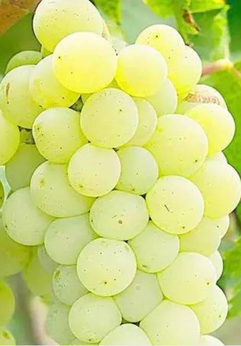 发朋友圈葡萄的说说文案