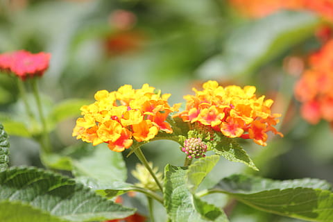 情侣之间的经典语录文案