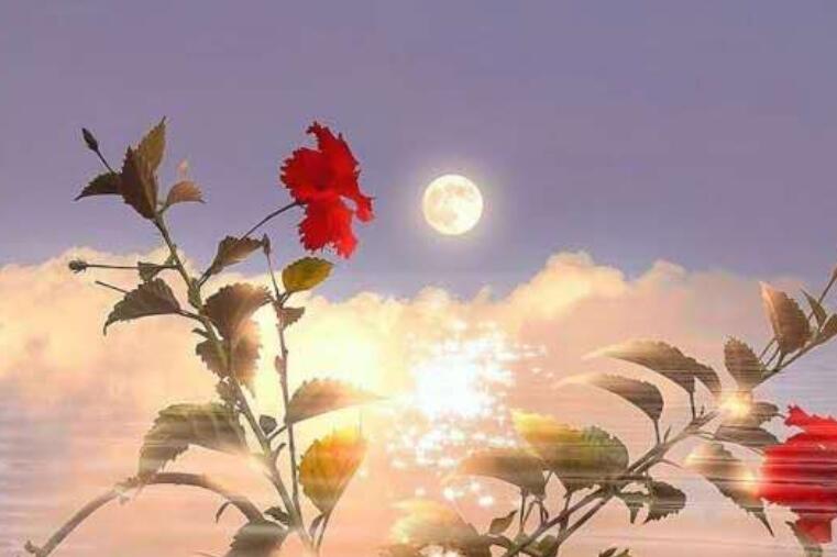 我又相信爱情了句子文案