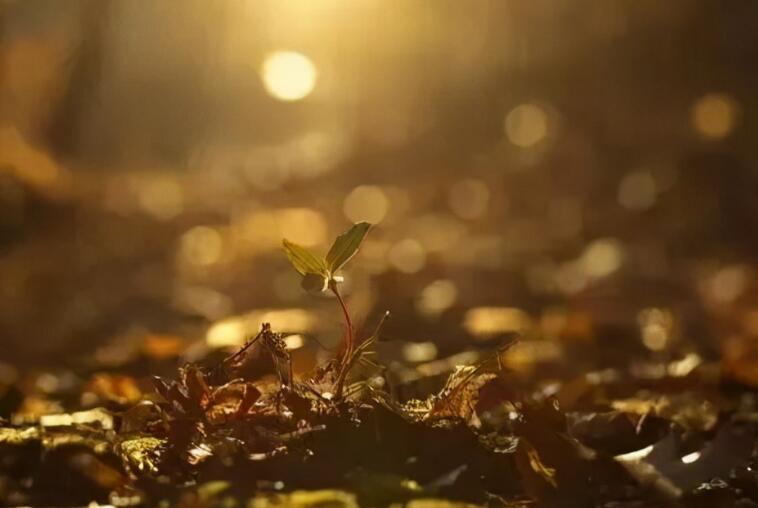 因果轮回的唯美语录文案